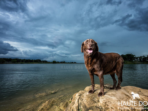 National Animal Disaster Preparedness Day | Helpful Hints for Dogs in Dallas and Beyond