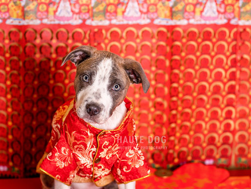 The Year of the Dog | Dog Friendly Fun in Dallas