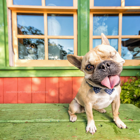 National Specially-Abled Pets Day | Celebrating Exceptional Dogs