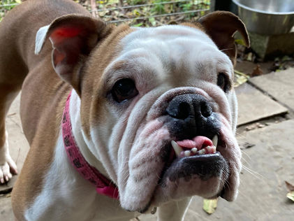 Settling in your RATS Rescue Dog