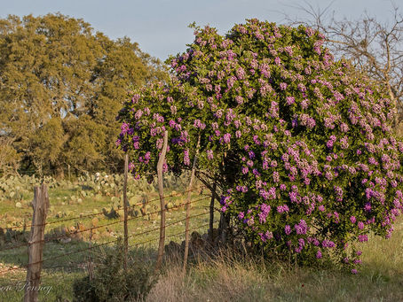 Top 5 Texas Scents