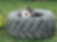 dog-in-field