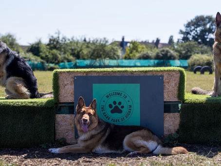 Dogs-at-the-bark-park