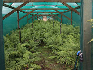 Rows of healthy Dicksonia antarctica growing under controlled netted enclosures at Fernmania, demonstrating ideal conditions for rapid tree fern growth.