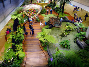 Fernmania supplied Dicksonia antarctica at Singapore Changi Airport T2 Enchanted Garden display