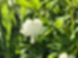 752704D9-A351-4F27-B9A3-3A41EEB9F491_edi