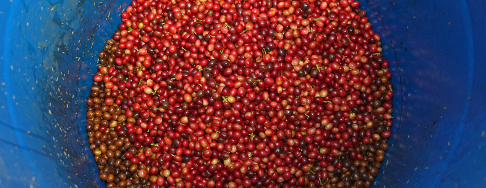 密封桶 藍色 塑膠桶 厭氧 發酵 酵母 coffee cherry typica 鐵比卡 green bean 咖啡樹 咖啡種子 成熟