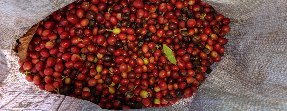 剛採收下來的咖啡果 coffee cherry typica 鐵比卡 green bean 咖啡樹 咖啡種子 成熟 麻布袋
