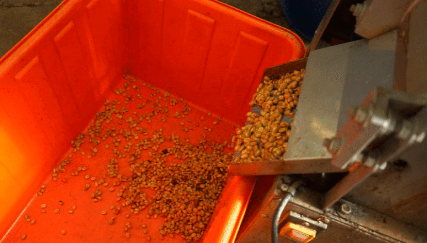 去除 果皮 depulping 塑膠桶 厭氧 發酵 酵母 coffee cherry typica 鐵比卡 green bean 咖啡樹 咖啡種子 成熟