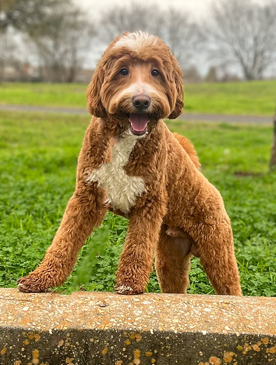 Health Tested Parent - Rusty