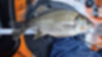 thumbnail_20240616 Aust Bass.jpg