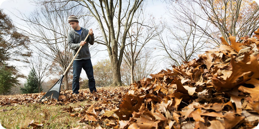 Image a man raking leaves in the fall next to a pile of leaves with dead trees in the background.