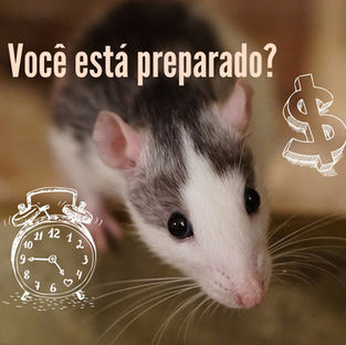 imagem de rato