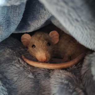 Rato Dwarf Idoso