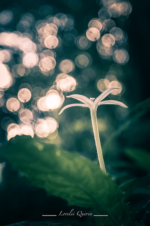 6C507394-4F3B-4FA2-B828-9D98876B40AF.jpeg