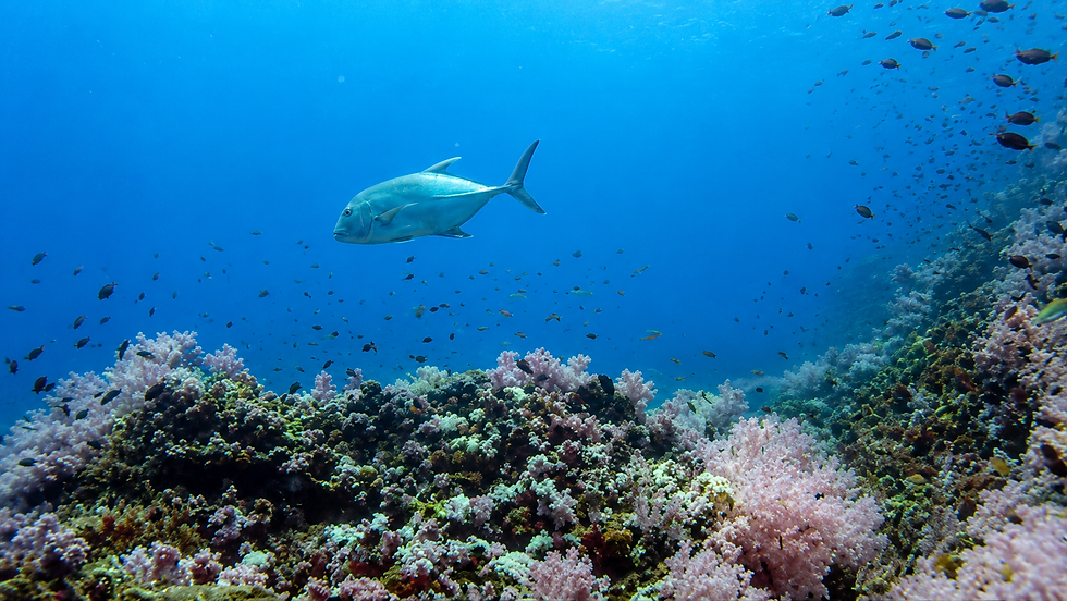 Bluefin Trevally