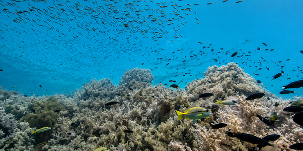 Tropical fish swimming over a coral reef in clear blue water.
