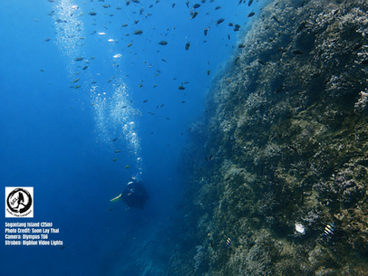 Scuba diver swimming by a reef wall at Segantang Island.