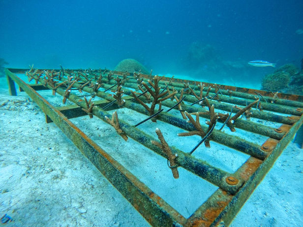 Coral nursery frame for marine conservation Langkawi.