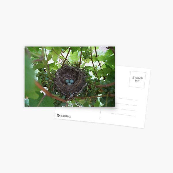 Magpie Springs postcard Australia – premium postcard featuring original Australian postcard artwork from an Adelaide Hills winery. Stunning wine postcard, vineyard postcard and winery postcard Australia designs plus cheeky magpies and native blooms from the Fleurieu Peninsula. The perfect Australian souvenir postcard, Australia souvenir postcard, postcard set Australia, Australian art postcard, Adelaide Hills souvenir, Fleurieu Peninsula souvenir, South Australia postcard, Australian gift postcard, travel postcard Australia, pen pal postcard Australia, wine gift postcard, thinking of you postcard, Australia holiday postcard or happy-mail treat. Printed in Australia by Redbubble.

