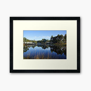 Framed print of serene Australian lake landscape with gum tree reflections in calm blue water – rustic waterway wall art decor and gift idea