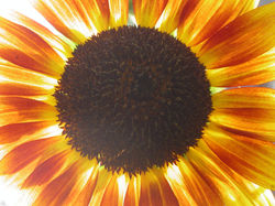 Sunflower Sunburst