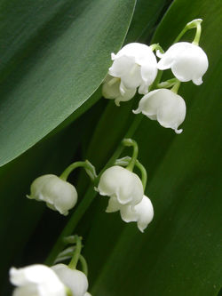 Lily's Bells