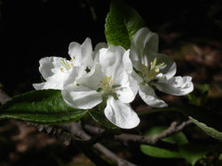 Apple of My Eye