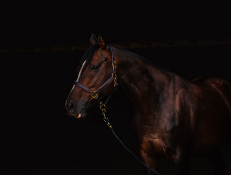 Alex and Ana Photography, Virginia, Pet photography, Pet portraits, Floyd Virginia, Blacksburg Virginia, Christiansburg Virginia