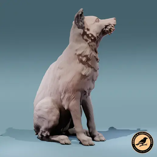 Miniaturbild: Bexley - Border Collie