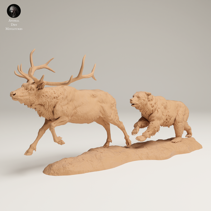 Miniaturbild: Grizzly jagt Rocky-Mountain-Wapiti Bulle