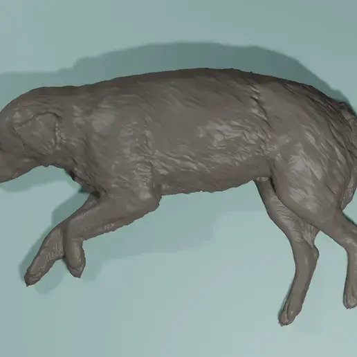 Miniaturbild: Schlafender Hund