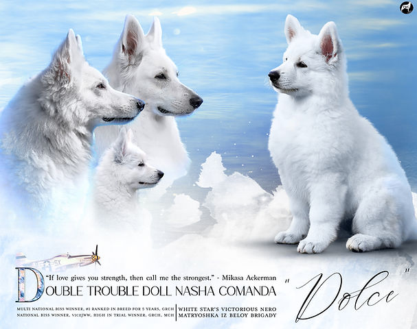 DOLCE-pup-.jpg