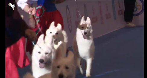2019 WDS Progeny Show