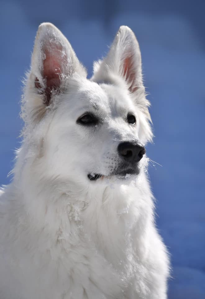 Snow bunny