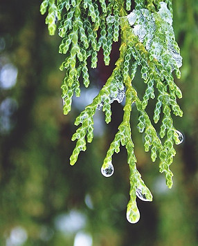 cypress-1146366_640.jpg