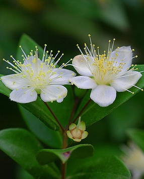 flower-1291003_640.jpg