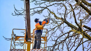 Opt for Tree Pruning Services For Best Results