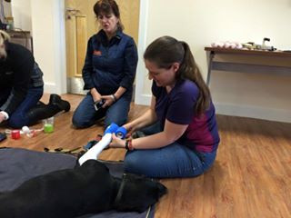 Canine First Aid Course