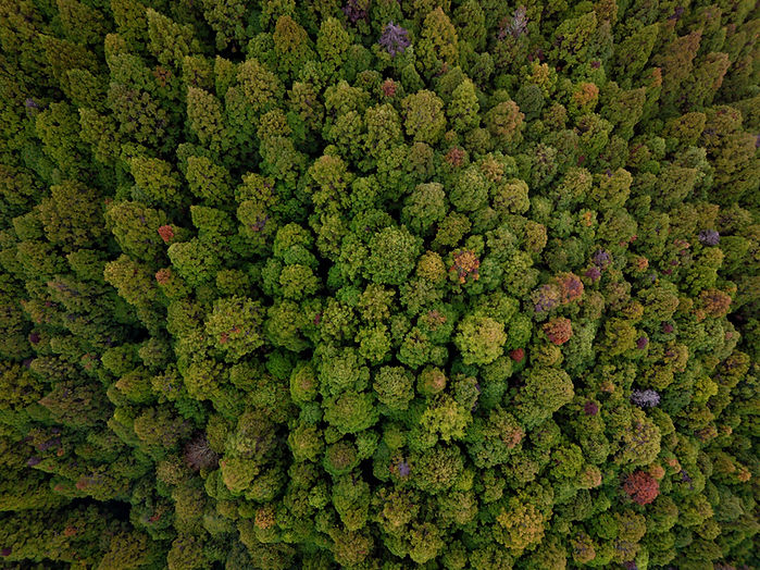 aerial-view-of-a-dense-green-forest-with-diverse-f-2025-02-10-06-39-37-utc copy.jpg