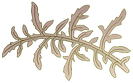 Ornament-1-L.png