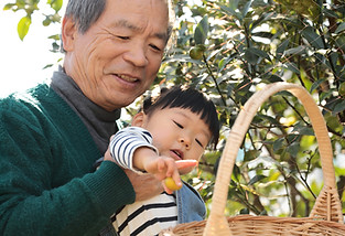 Picking Fruit