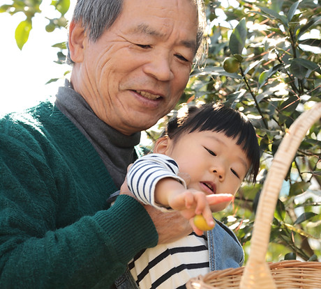 Picking Fruit