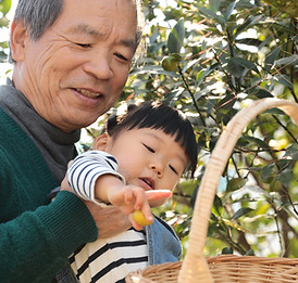 Picking Fruit