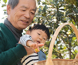 Picking Fruit