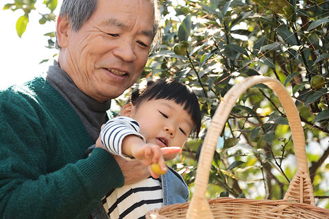 Picking Fruit