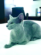 Russian Blue tradition - RoyalSterling.ca