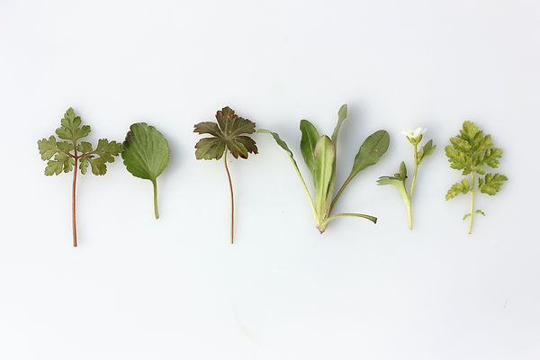 Natural Ingredients