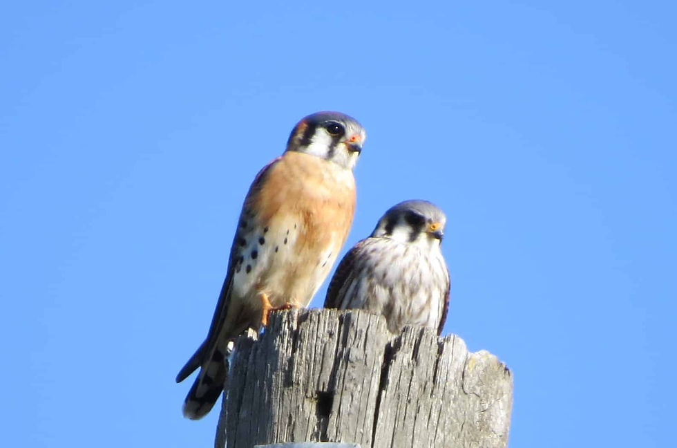 American-Kestrels-credit-Herando-Audubon.jpg