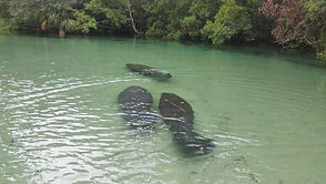 3-Manatees_rgb_l.jpg